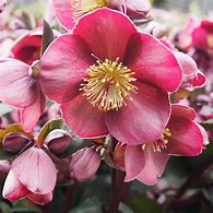 Image result for Helleborus Ice n Roses Nightingale