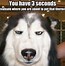 Image result for Piaassss Dog Meme