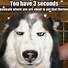 Image result for Hilarious Dog Memes