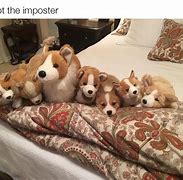 Image result for Cute Dog Memes