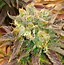 Image result for God Bud Strain