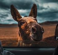 Image result for Cool Donkey