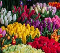 Image result for Tulip Symbol