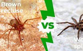 Image result for Brown Recluse and Wolf Spider
