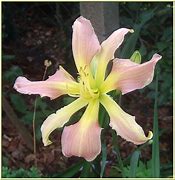 Hemerocallis Princess Summerbird के लिए छवि परिणाम