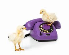 Image result for Baby Chicken with Phone