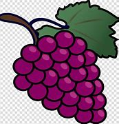 Image result for Grape Vine Trellis Wire