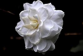 Image result for White Flowers Dark Background