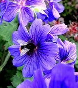 Image result for flowers London