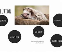 Image result for Hedgehog Evolution