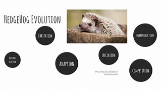 Image result for Hedgehog Evolution