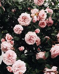 Image result for Types of Flowers Aesthetic