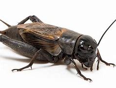Image result for Cricket Bug Eat