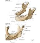 Image result for Mandible Front