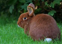 Image result for 100 Rabbits