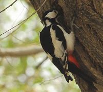 Image result for Dendrocopos leucopterus