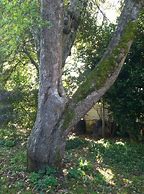 Image result for Latgest Apple Tree