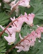 Image result for Dicentra cucullaria Pink Punk