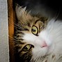 Image result for Cute Cat Wallpaper