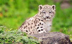 Image result for Snow Leopard Cub Wallpaper