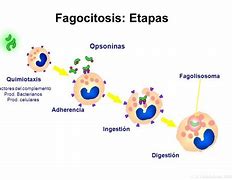 Image result for fabocitosis