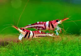 Image result for Shrimp in Fish Tank