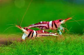 Image result for Freshwater Shrimp