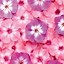 Image result for Flower Lock Screen Wallpaper for Laptop