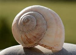 Image result for Sea Shell Animals