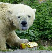 Image result for Largest Polar Bear Ever