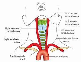 Image result for Carotid Sinus in the Neck