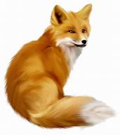 Image result for Red Fox PNG