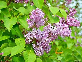 Image result for Syringa LITTLE LADY