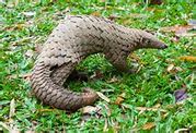 Image result for Pangolin Character
