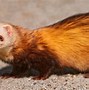 Image result for Aesthetic Ferret Wallpaper