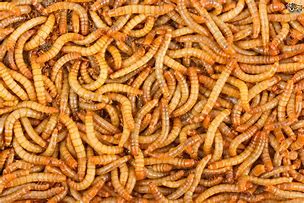 Image result for Dried Mealworms for Birds
