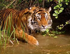 Image result for tiger