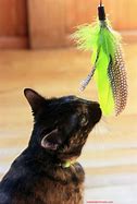 Image result for Jackson Galaxy Cat Toys
