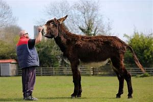 Image result for World's Biggest Donkey