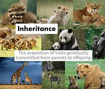 Image result for Inheritance in Animals