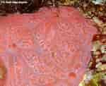 Image result for "clathria Coralloides". Size: 150 x 122. Source: www.underwaterkwaj.com