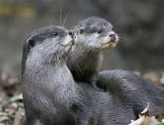 Image result for Otter From Animal House