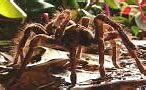 Image result for Largest Spider On Earth