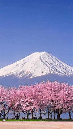 Fuji and sakura blossom at Lake Kawaguchiko, Yamanashi, Japan | Windows 10 Spotlight Images