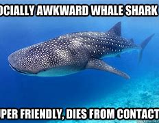 Image result for Whale Shark Meme