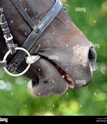 Image result for Bit in Horses Mouth