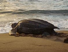 Image result for Largest Turtle Ever Lived