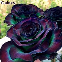 Image result for Rainbow Galaxy Rose