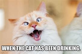Image result for Never Buy a Cat When Your Drunk Meme