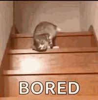 Image result for Cat Tired in a Tire Meme